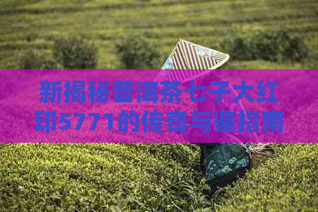 新揭秘普洱茶七子大红印5771的传奇与鉴指南