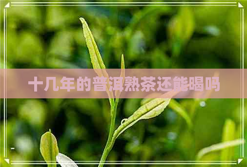 十几年的普洱熟茶还能喝吗