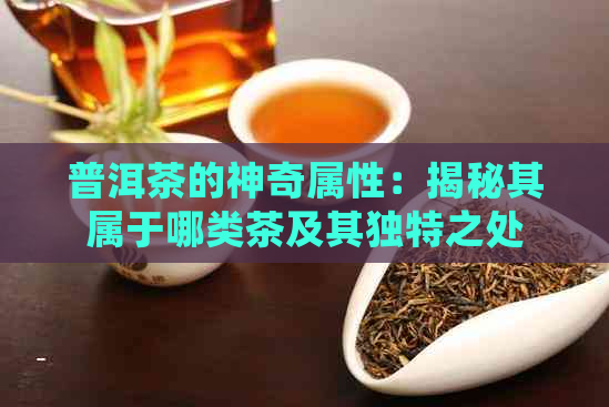 普洱茶的神奇属性：揭秘其属于哪类茶及其独特之处