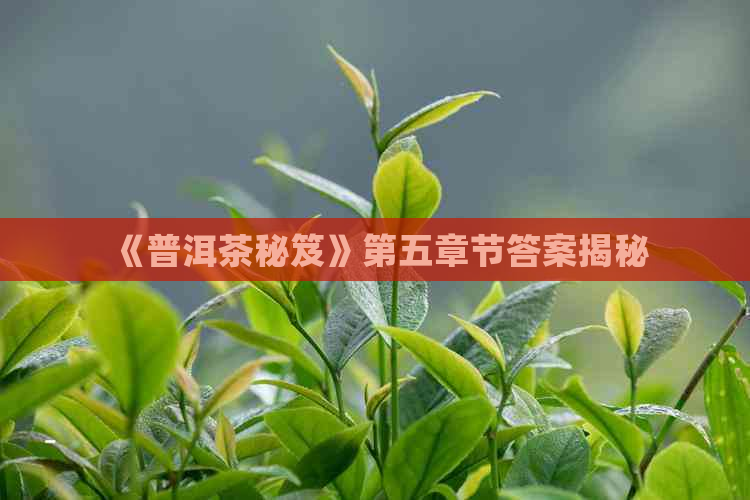 《普洱茶秘笈》第五章节答案揭秘