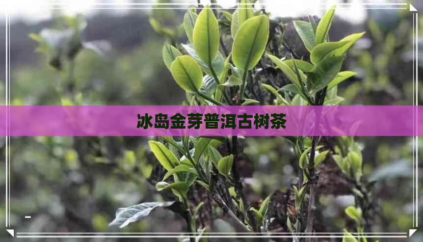 冰岛金芽普洱古树茶