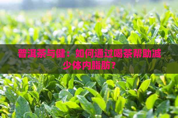 普洱茶与健：如何通过喝茶帮助减少体内脂肪？