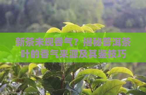 新茶未现香气？揭秘普洱茶叶的香气来源及其鉴技巧