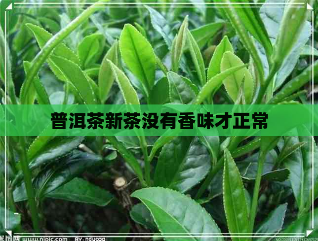 普洱茶新茶没有香味才正常