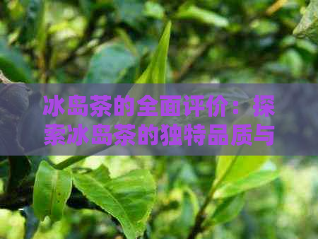 冰岛茶的全面评价：探索冰岛茶的独特品质与饮用体验