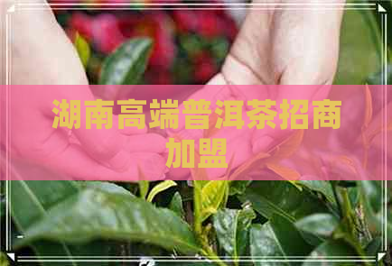 湖南高端普洱茶招商加盟