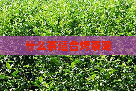 什么茶适合烤茶喝