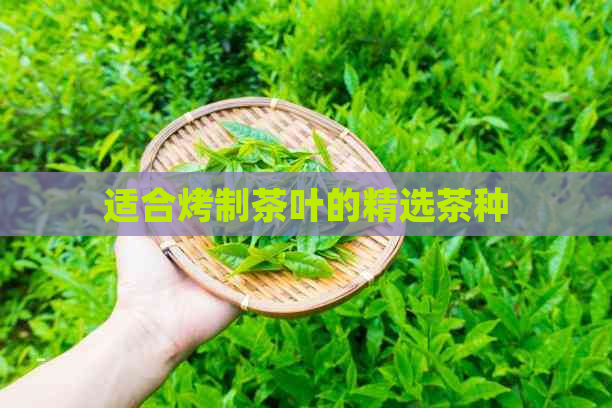 适合烤制茶叶的精选茶种