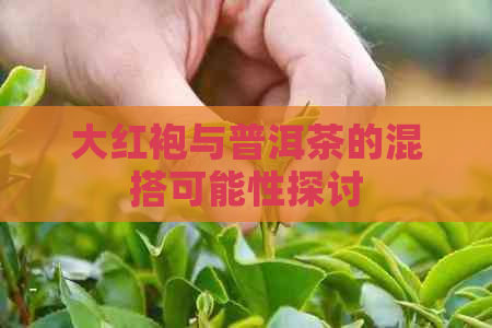 大红袍与普洱茶的混搭可能性探讨