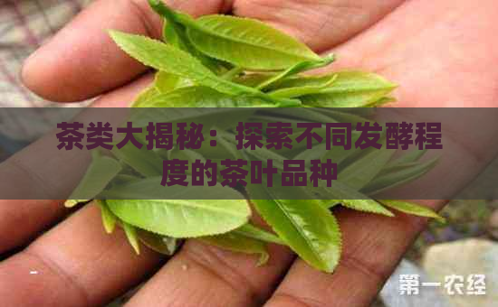 茶类大揭秘：探索不同发酵程度的茶叶品种