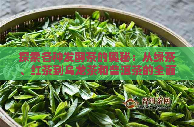 探索各种发酵茶的奥秘：从绿茶、红茶到乌龙茶和普洱茶的全面指南