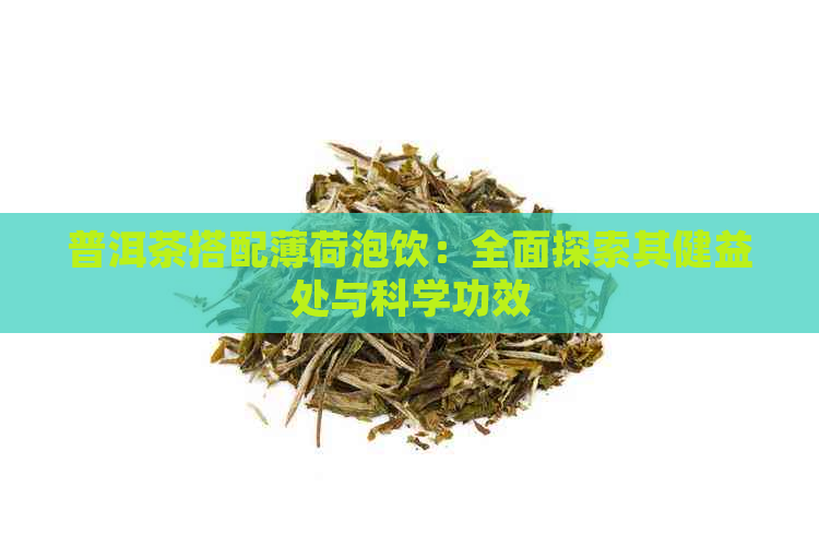 普洱茶搭配薄荷泡饮：全面探索其健益处与科学功效