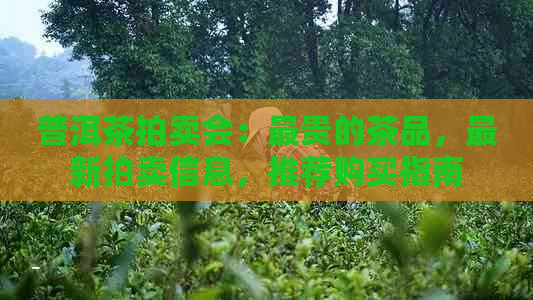 普洱茶拍卖会：最贵的茶品，最新拍卖信息，推荐购买指南