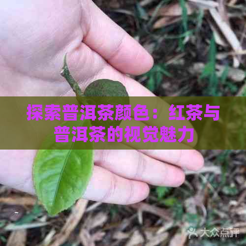 探索普洱茶颜色：红茶与普洱茶的视觉魅力