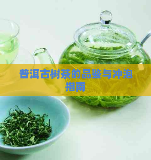 普洱古树茶的品鉴与冲泡指南