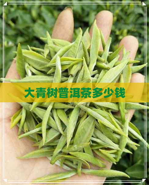 大青树普洱茶多少钱