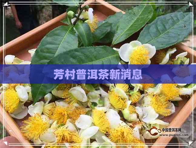 芳村普洱茶新消息