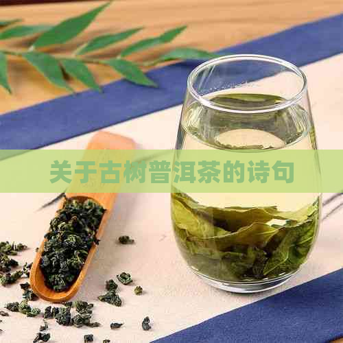 关于古树普洱茶的诗句