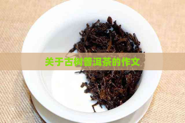 关于古树普洱茶的作文