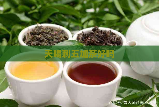 天喝刺五加茶好吗