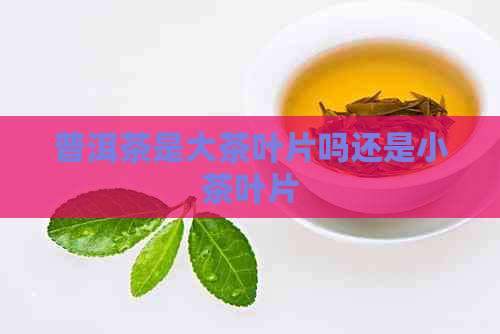 普洱茶是大茶叶片吗还是小茶叶片