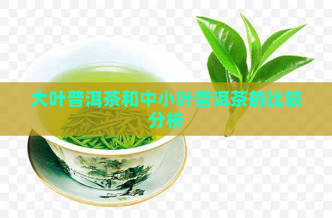 大叶普洱茶和中小叶普洱茶的比较分析