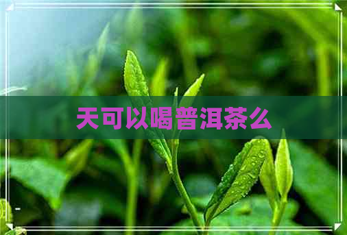 天可以喝普洱茶么