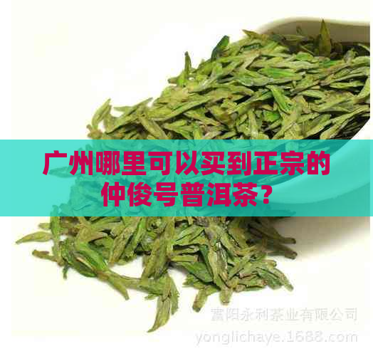 广州哪里可以买到正宗的仲俊号普洱茶？