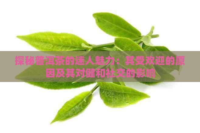 探秘普洱茶的迷人魅力：其受欢迎的原因及其对健和社交的影响