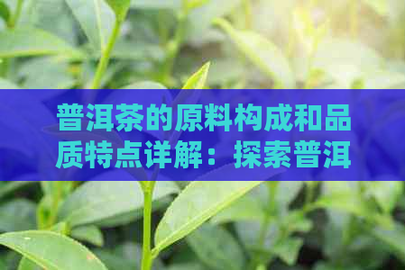 普洱茶的原料构成和品质特点详解：探索普洱茶背后的奥秘