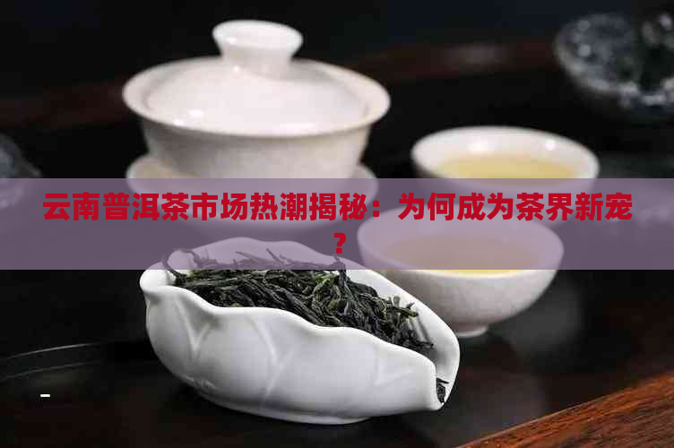 云南普洱茶市场热潮揭秘：为何成为茶界新宠？