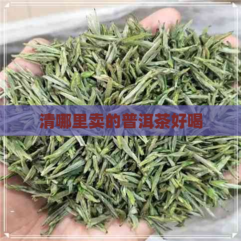 清哪里卖的普洱茶好喝