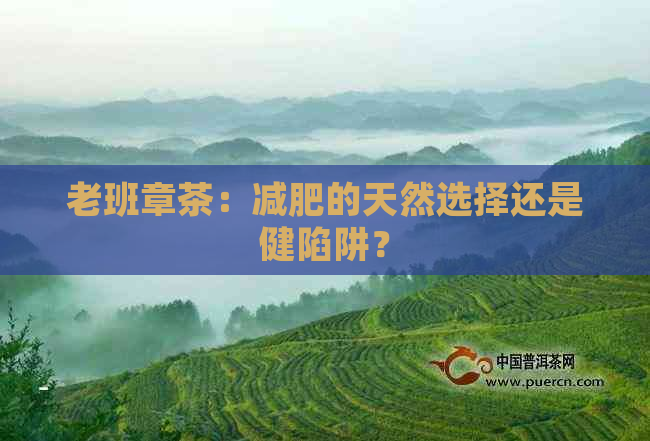 老班章茶：减肥的天然选择还是健陷阱？