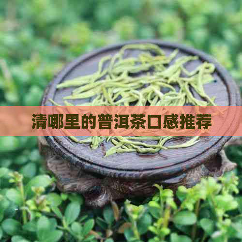 清哪里的普洱茶口感推荐