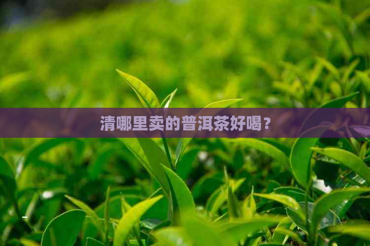 清哪里卖的普洱茶好喝？