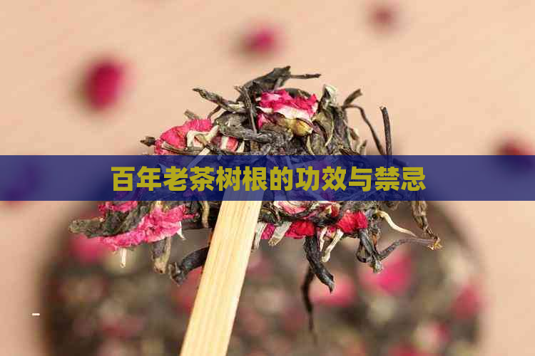 百年老茶树根的功效与禁忌