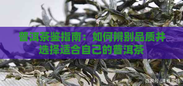 普洱茶鉴指南：如何辨别品质并选择适合自己的普洱茶