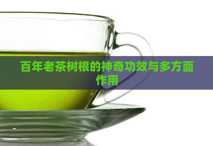 百年老茶树根的神奇功效与多方面作用