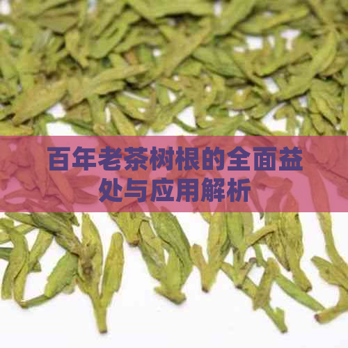 百年老茶树根的全面益处与应用解析