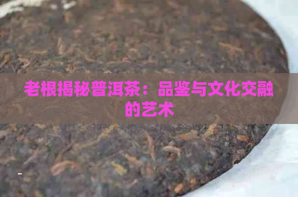 老根揭秘普洱茶：品鉴与文化交融的艺术