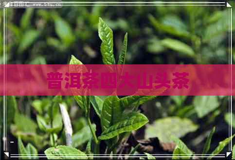 普洱茶四大山头茶