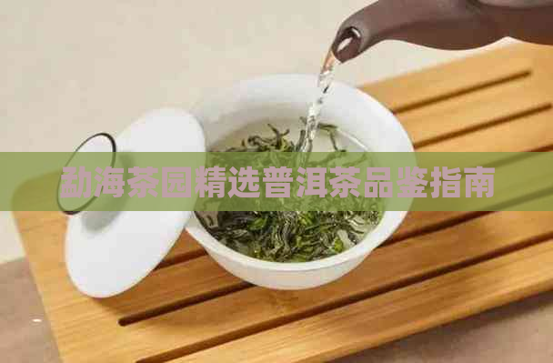 勐海茶园精选普洱茶品鉴指南