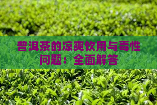 普洱茶的凉爽饮用与性问题：全面解答