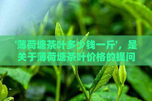 '薄荷塘茶叶多少钱一斤'，是关于薄荷塘茶叶价格的提问。