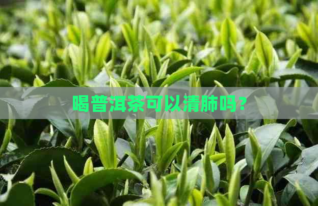 喝普洱茶可以清肺吗？