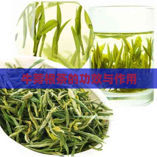 牛蒡根茶的功效与作用