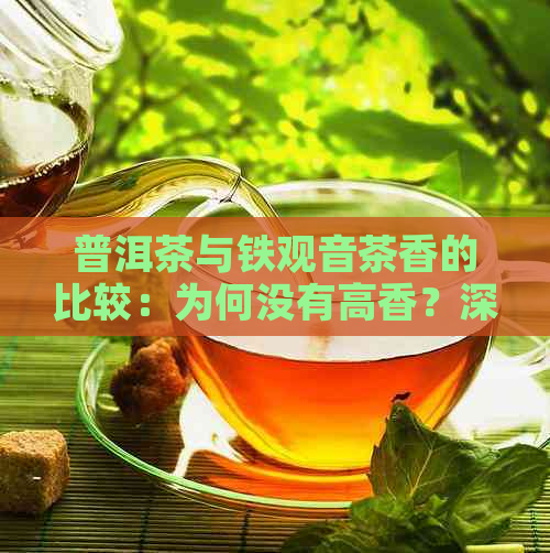 普洱茶与铁观音茶香的比较：为何没有高香？深入探讨普洱茶的特性