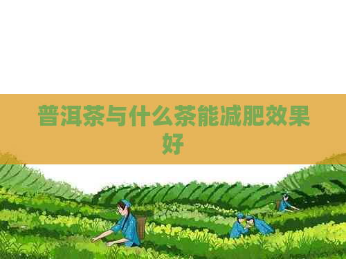 普洱茶与什么茶能减肥效果好