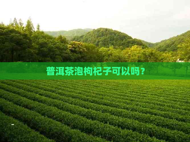 普洱茶泡枸杞子可以吗？