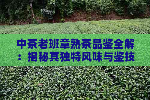 中茶老班章熟茶品鉴全解：揭秘其独特风味与鉴技巧